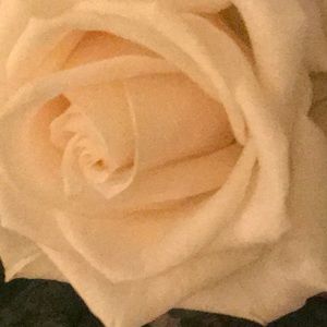 Meet your Posher, Carolina